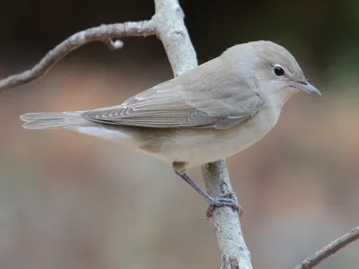 Садовая славка - eBird