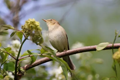 Бесплатное изображение: Таунсенд, славка, птица, рука, dendroica townsendi