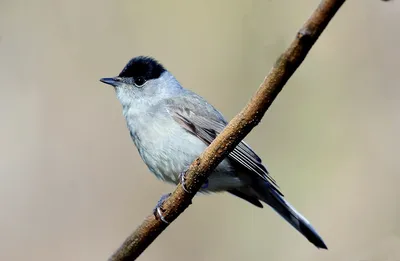 Белоусая славка - eBird