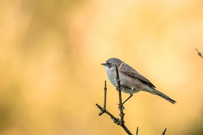 Wallpaper nature, bird, Провансальская славка, Dartford Warbler images for  desktop, section животные - download