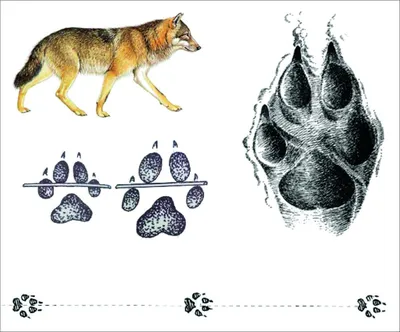 Следы волка - фото и картинки: 50 штук