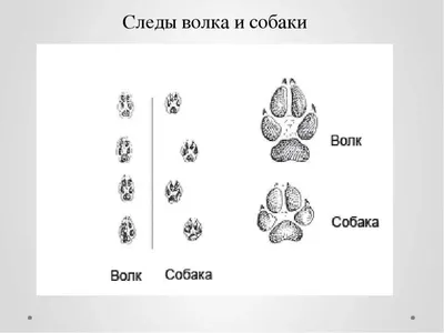 Медальон \"След Волка\". Серебро | Facebook