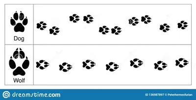 Сравнение следов собаки волка Иллюстрация вектора - иллюстрации  насчитывающей ð°ð½ð³ñ ñ‚ñ€oð¼ð°, oð²ð°ð»ñœð½o: 136987897