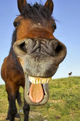 Лошади с головой собаки: 14 веселых снимков | Ололо - смешные картинки и  веселые истории