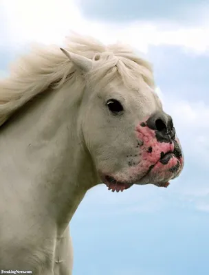 Смешные моменты в мире лошадей - YouTube