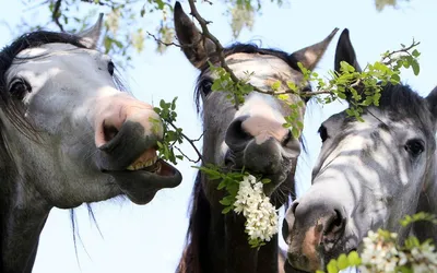 Смешные лошади - 58 фото: смотреть онлайн