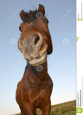 смешная лошадь стоковое фото. изображение насчитывающей шутка - 6402904