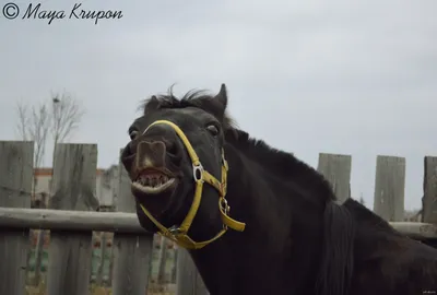 Pin by Люда on лошади*horses | Horses, Horse photos, Funny horses