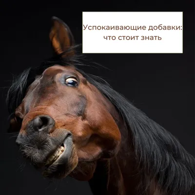 Пятилетняя я,когда сунула голову в открытое окно машины: | Laughing  animals, Funny animals, Funny horses