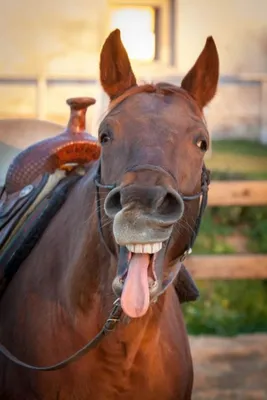 Смешные картинки коня (54 фото) » Юмор, позитив и много смешных картинок