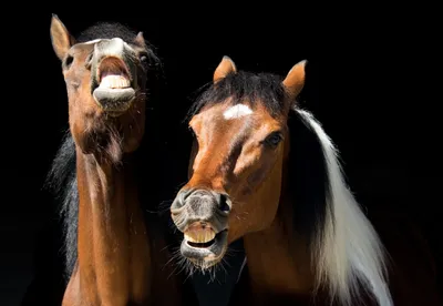 Смешные лошади фото