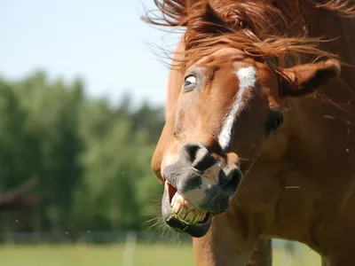 лошадь, язык, тыкать, из, прилипание, смешной, лицо, портрет, животное,  лошадиный, наездник | Pikist