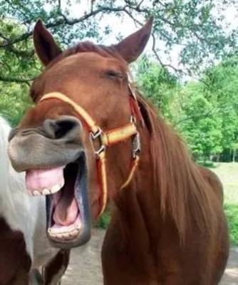 Смеющаяся лошадь затмила беременную хозяйку на фотосессии и стала звездой  Сети (фото)