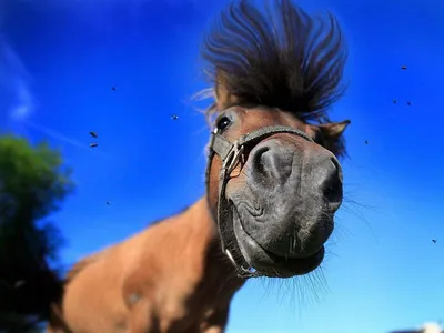 Смешной конь | Смотреть 26 фото бесплатно