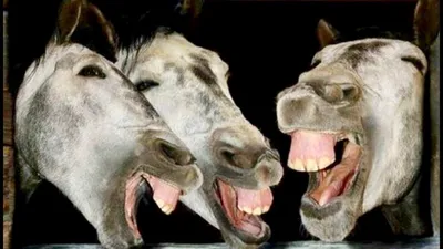 Эти смешные клички лошадей... | Кони ПРО | Дзен