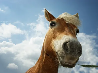 Скачать Эпические Смешные лошади APK для Android