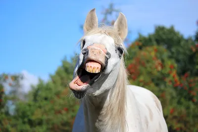 Смешной конь (40 лучших фото)