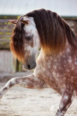 Смешные животные: 13 лошадей, которых публично пристыдили | Ололо - смешные  картинки и веселые истории