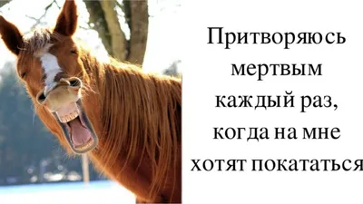 Глупые, непонятные, смешные и абсурдные объявления о лошадях. | Prokoni.ru