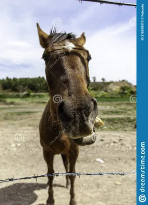 смешные лошади в конюшне стоковое изображение. изображение насчитывающей  выставка - 216938313