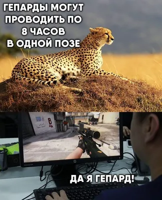 Мемы по CS:GO — FUN24.ORG — Прикольные фото, смешные картинки и юмор