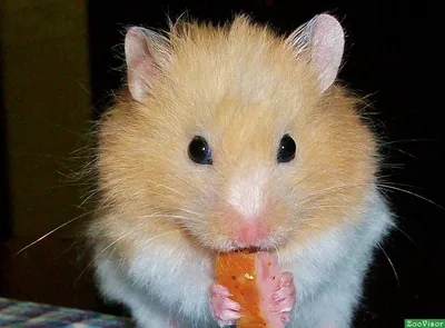 ПРИКОЛЫ С Хомяками . (СМЕШНАЯ ОЗВУЧКА) Hamsters like #289 funny video about  animals - YouTube