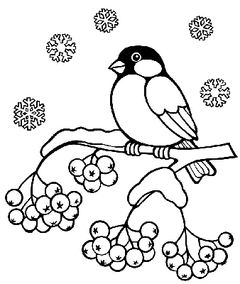 Картинка Снегирь на ветке рябины » Снегирь » Птицы » Животные » Картинки 24  - скачать картинки бесплатно