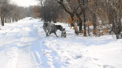 Ирландский волкодав | 🐈🔥Ветеринарные факты🐈🔥 | Дзен