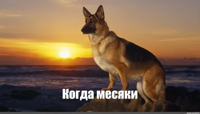 Создать мем \"animal, обои на телефон овчарки, овчарка макс мем\" - Картинки  - Meme-arsenal.com