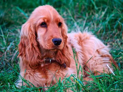 Сассекс-спаниель (Sussex Spaniel) (Породы собак) собака спаниель,  суссекский спаниель, сассекс спаниель фото, английский спаниель, английский  кокер спаниель, купить английского спаниеля Энциклопедия о животных EGIDA.BY