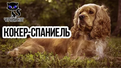 Спаниель собака: фото, характер, описание породы