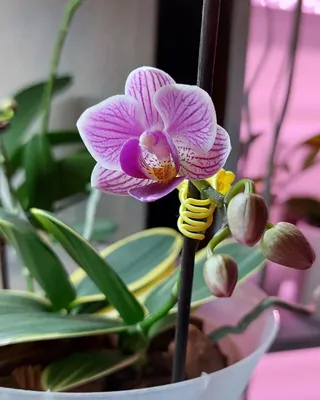 Мягкий Фокус Из Трех Яркофиолетовых Миниорхидей Сого Вивьен Цветы  Phalaenopsis Ночная Орхидея На Теплом Яркокоричневом Размытом Фоне —  стоковые фотографии и другие картинки Без людей - iStock