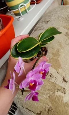 Phalaenopsis Sogo Vivien 'Coffe' вариегатная форма орхидея — купить в  Красноярске. Горшечные растения и комнатные цветы на интернет-аукционе Au.ru