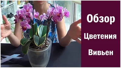 Фаленопсис Сого Вивьен (Phalaenopsis Sogo Vivien) — купить в  интернет-магазине Ангелок