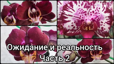 Орхидея Фаленопсис Сого Вивьен (Phal. Sogo Vivien купить в Челябинске |  Товары для дома и дачи | Авито