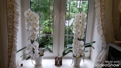 Коллективный заказ орхидей №1 от Miki Orchids! Страна Taiwan! - Страница 47  - Цветочный базар - Все Вместе - Страница 47