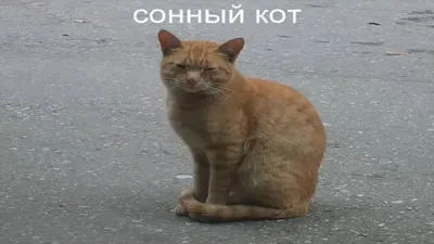 кот сонный мем｜Пошук у TikTok