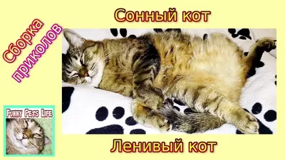 Обои на телефон: Сонный, Животные, Отдых, Взгляд, Котенок, Морда, Кот,  143678 скачать картинку бесплатно.