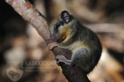 Лесная соня (Dryomys nitedula). Фото на сайте \"Грибы: информация и  фотографии\"