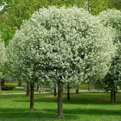 Саженцы Вишни Шоколадницы 🌱купить для посадки, цена от 700₽ из питомника,  доставка по Санкт-Петербургу и Ленобласти | Питомник Зелёная Фазенда