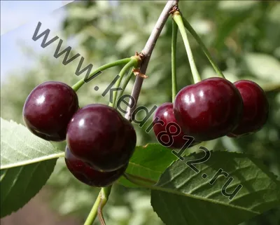 Саженцы Вишни Жуковской 🌱купить для посадки, цена от 700₽ из питомника,  доставка по Санкт-Петербургу и Ленобласти | Питомник «Зелёная Фазенда»