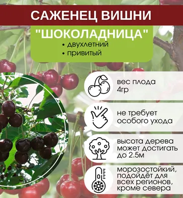 Купить саженцы Вишня Шоколадница с доставкой! | Florali.ru