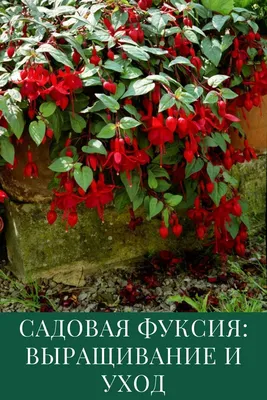 Садовая фуксия: выращивание и уход в открытом грунте | Уход, Клумбы,  Растения