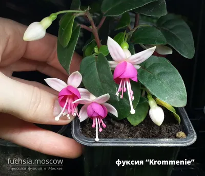 Купить фуксию Krommenie в интернет-магазине