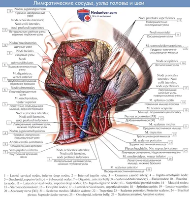 Анатомия: Лимфатические узлы и сосуды головы. Топография, строение,  расположение лимфатических узлов и сосудов головы.