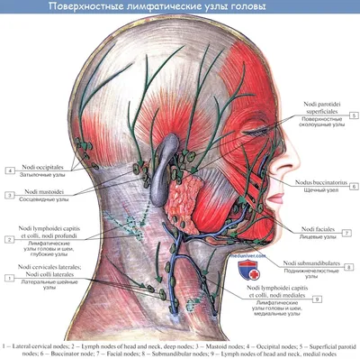 Анатомия: Лимфатические узлы и сосуды головы. Топография, строение,  расположение лимфатических узлов и сосудов головы.