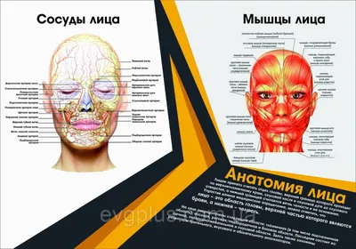 Санбюлетень \"Анатомия лица. Сосуды лица. Мышцы лица.\" рус.версия  (анатомический плакат): продажа, цена в Кропивницком. Календари и плакаты  от \"РА ЄВГЕНИЯ ПЛЮС\" - 822858112