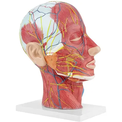 Анатомический человеческий полуголовой, анатомия лица, медицинский мозг,  шея, медианная секция, изучающая модель, нервные кровеносные сосуды для  обучения - купить по выгодной цене | AliExpress