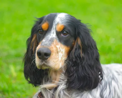 Русский охотничий спаниель (Russian Spaniel) - это добродушная, преданная и  надежная порода собак. Описание, фото и отзывы.