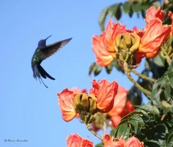 09.08.13 Spathodea campanulata – Спатодея колокольчиковая (или африканское  тюльпановое дерево) :: Борис Ржевский – Социальная сеть ФотоКто